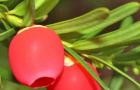 Тис ягодный - описание и сорта с фото