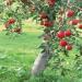 Правила посадки яблонь весной: когда сажать, как сажать, основные ошибки при посадке Где лучше посадить яблоню на участке